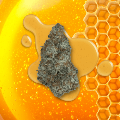 Top Cannabis Strains for August | The Honeycomb Farm