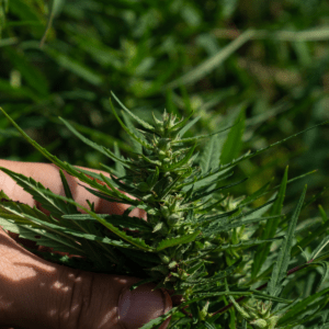 Cannabis for the 4th of July