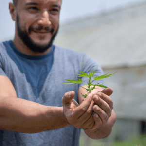 cannabis dispensary in wilton maine